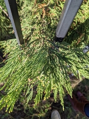 Sequoiadendron giganteum