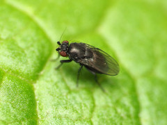 Leptocera