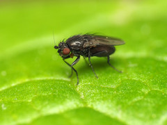 Leptocera