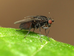 Leptocera
