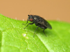 Leptocera