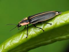 Spring Treetop Flasher