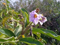 Solanum bonariense