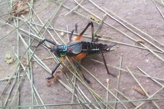 Pterophylla beltrani