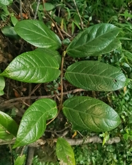 Elytropus chilensis