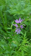 Lythrum alatum alatum