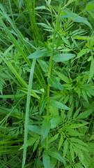 Lythrum alatum alatum