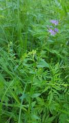 Lythrum alatum alatum