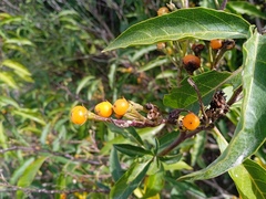 Solanum bonariense