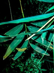 Epobeidia tigrata tigrata