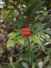 Manettia reclinata