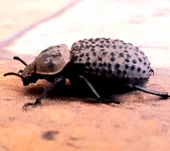 Scotobius pilularius