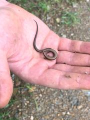 Ablepharus kitaibelii