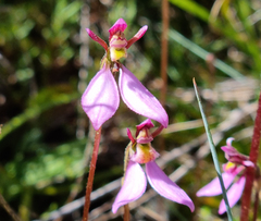 Eriochilus magenteus