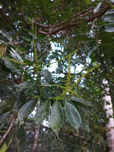 Pleradenophora tuerckheimiana, 2022-02-04