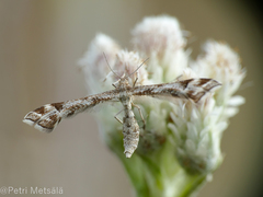 Platyptilia tesseradactyla
