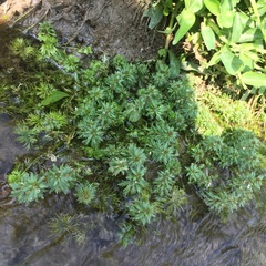 Limnophila trichophylla