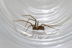 Loxosceles rufescens