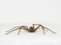 Loxosceles rufescens