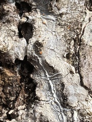 Sarea resinae image