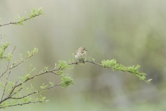 Sporophila caerulescens