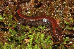 Desmognathus aeneus