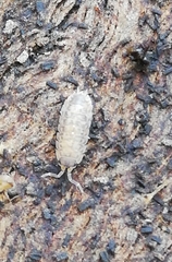 Porcellio debueni