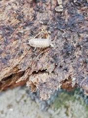 Porcellio debueni