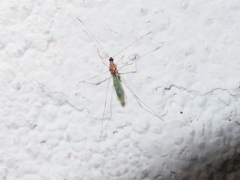 Gampsocoris pacificus