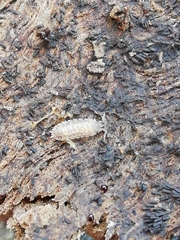 Porcellio debueni