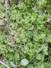 Fossombronia angulosa