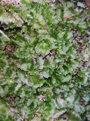 Fossombronia angulosa