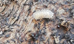 Porcellio debueni