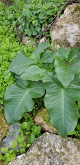 Arum palaestinum