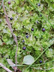 Fossombronia angulosa