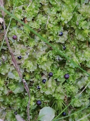 Fossombronia angulosa