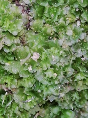 Fossombronia angulosa