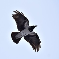 Corvus cornix