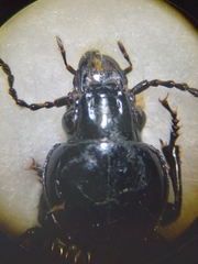 Pterostichus melanarius