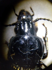 Pterostichus melanarius