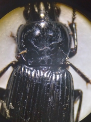Pterostichus melanarius