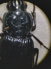 Pterostichus melanarius