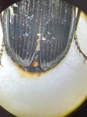 Pterostichus melanarius
