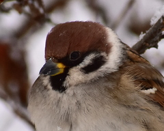 Passer montanus
