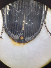 Pterostichus melanarius