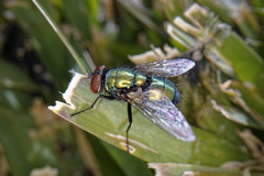 Lucilia sericata