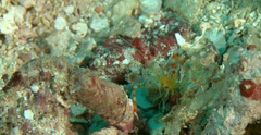 Stenopus scutellatus