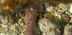 Stenopus scutellatus