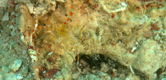 Stenopus scutellatus