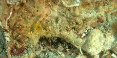 Stenopus scutellatus